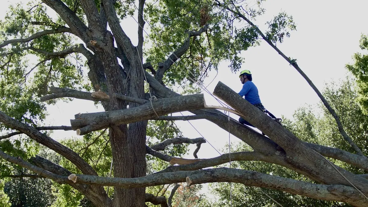 Professional Crown Thinning performed by certified arborists in Drummond