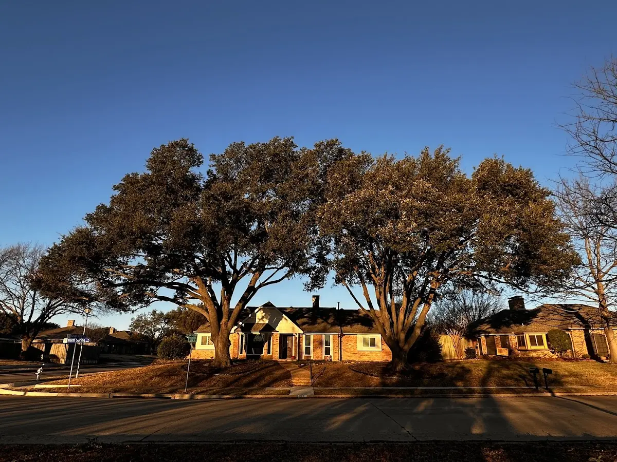 Established residential canopy tree shading a home in Drummond
